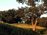 La jolie campagne de Lucq-de-Barn