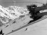 Vallon de Gabardres : arbre dracin par le souffle dune avalanche