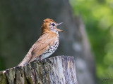 Grive des bois<br/>Wood Thrush