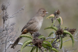 Tohi de Californie<br/>California Towhee