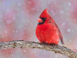 Cardinal rouge <br/> Northern Cardinal