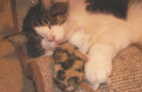 Maine Coon Cat