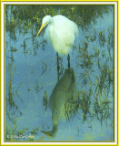 Egret Bolsa Chica 3-16 14 Reflection Van Gogh Frame2.jpg