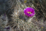 Desert Wildflowers Anza Borrego 3-31-17 (5).jpg