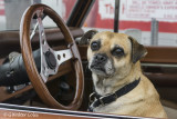 Dog in Drivers Seat DD 8-12-17.jpg