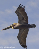 Pelican flies HB Pier 1-17-18 (2).jpg