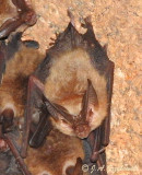 Townsends Big-eared Bat (Corynorhinus townsendii)