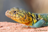 Eastern Collared Lizard (Crotophytus collaris collaris)