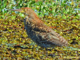 Rufescent Tiger-Bittern