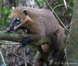 Coati