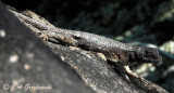 Eastern Fence Lizard (Sceloperus undulatus)