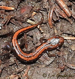 Carolina Mountain Dusky Salamander (Desmognathus carolinennsis)