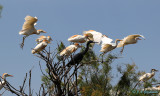Cattle Egrets and Little Blue Heron