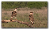 Caracara du nord_Z3A3264.jpg