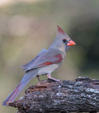 Cardinal_femelle_Z3A2513.jpg