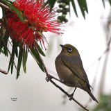 Silvereye