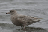 Glaucus Gull (Larus hyperboreus) 2nd Calendar Year - Berkheide - strand