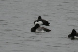 Lesser Scaup (Aythya affinis) Den Oever - Zuiderhaven