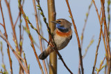 Bluethroat (Luscinia svecica) Tiengemeten - Weelde