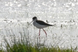 Black-winged Stilt (Himantopus himantopus) Ackerdijksche Plassen