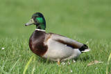 Mallard (Anas platyrhynchos) Berkel en Rodenrijs