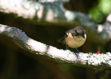 Southern Boubou (Laniarius ferrugineus) South Africa - Cape Town - Kirstenbosch Botanical Garden