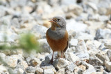 Cretzschmars Bunting (Emberiza caesia) Greece - Evia Island