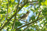 Common Rosefinch (Carpodacus erythrinus) *Male, 2nd calendaryear* Hellegatsplaten - Vogelkijkhut de Kluut e.o