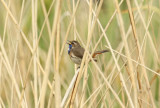 Bluethroat (Luscinia svecica) Tiengemeten - Weelde