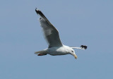 Caspian Gull (Larus cachinnans) BRD - Unteres Odertal NP