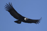 Andean Condor (Vultur gryphus) Chile - Región Metropolitana - Parque Cordillera Yerba Loca