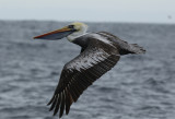 Peruvian Pelican (Pelecanus thagus) Chile - Valparaíso Pelagic Trip