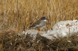 Diademed Sandpiper Plover (Phegornis mitchellii) *female* Chile - Región Metropolitana - El Yeso Valley