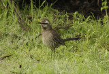 Chilean Mockingbird (Mimus thenca) Chile - La Campana NP