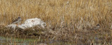 Diademed Sandpiper Plover (Phegornis mitchellii) Chile - Región Metropolitana - El Yeso Valley