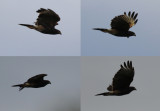 Harriss Hawk (Parabuteo unicinctus unicinctus) Chile - La Campana National Park