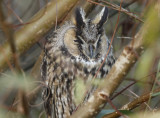 Long-eared Owl (Asio otus) - Zevenhuizerplas