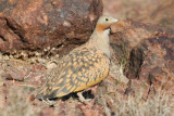 Black-bellied Sandgrouse (Pterocles orientalis) Male - Morocco - Imider