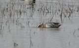 Garganey (Spatula querquedula) Zevenhuizen (ZH) - Eendragtspolder - Plasdrasgebied