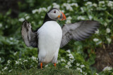 Atlantic Puffin (Fratercula arctica) Norway - Vardo - Hornøya