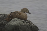 King Eider (Somateria spectabilis) female - Norway, Berlevåg
