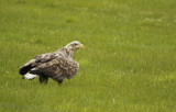 White-tailed Eagle (Haliaeetus albicilla) Norway - Vardo