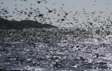 Common Murre or Guillemot (Uria aalge) Norway - Vardo - Hornøya