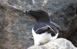 Razorbill (Alca torda) Norway - Vardo - Hornøya