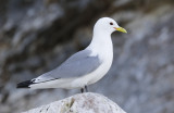 Black-legged Kittiwake (Rissa tridactyla) Norway - Vardo - Hornøya