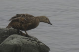 King Eider (Somateria spectabilis) female - Norway, Berlevåg