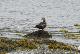 Steller's Eider (Polysticta stelleri) Norway - Båtsfjord