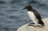 Common Murre or Guillemot (Uria aalge hyperborea) Norway - Vardo - Hornøya