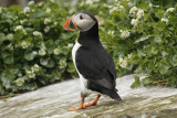 Atlantic Puffin (Fratercula arctica) Norway - Vardo - Hornøya