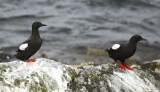 Black Guillemot (Cepphus grylle) Norway - Vardo - Hornya